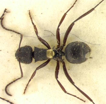 Media type: image; Entomology 21656   Aspect: habitus dorsal view